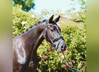 Oldenburger, Stute, 3 Jahre, 168 cm, Rappe