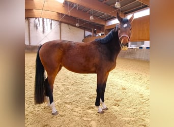 Oldenburger, Stute, 3 Jahre, 169 cm, Brauner