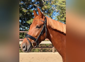 Oldenburger, Stute, 3 Jahre, 169 cm, Fuchs