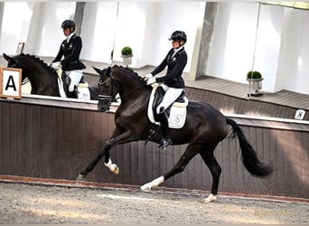 Oldenburger, Stute, 3 Jahre, 169 cm, Rappe