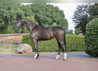 Oldenburger, Stute, 3 Jahre, 169 cm, Rappe