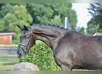 Oldenburger, Stute, 3 Jahre, 169 cm, Rappe