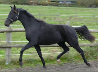 Oldenburger, Stute, 3 Jahre, 169 cm, Rappe