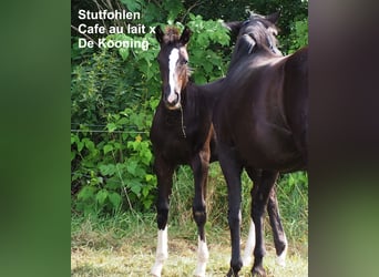 Oldenburger, Stute, 3 Jahre, 169 cm, Rappschimmel