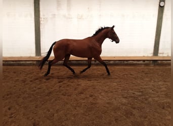 Oldenburger, Stute, 3 Jahre, 170 cm, Brauner