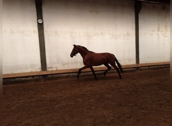 Oldenburger, Stute, 3 Jahre, 170 cm, Brauner