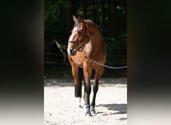 Oldenburger, Stute, 3 Jahre, 170 cm, Brauner