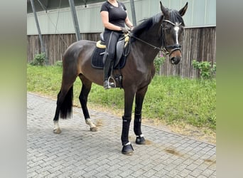 Oldenburger, Stute, 3 Jahre, 170 cm, Dunkelbrauner