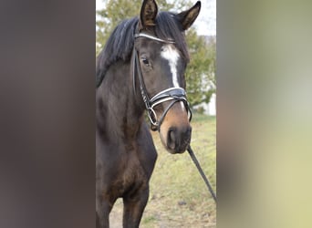 Oldenburger, Stute, 3 Jahre, 170 cm, Dunkelbrauner
