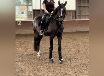 Oldenburger, Stute, 3 Jahre, 170 cm, Dunkelbrauner