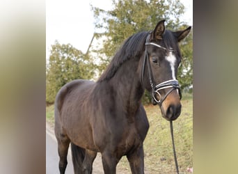 Oldenburger, Stute, 3 Jahre, 170 cm, Dunkelbrauner