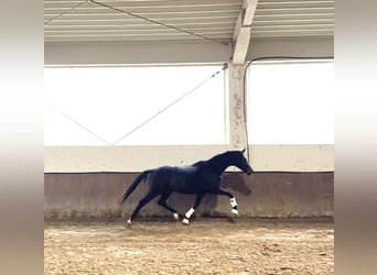 Oldenburger, Stute, 3 Jahre, 170 cm, Dunkelbrauner