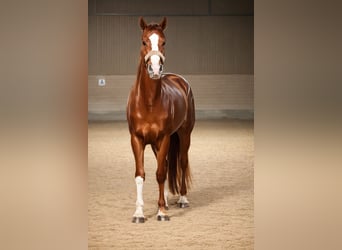 Oldenburger, Stute, 3 Jahre, 170 cm, Dunkelfuchs