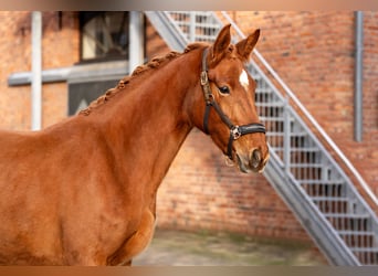 Oldenburger, Stute, 3 Jahre, 170 cm, Fuchs