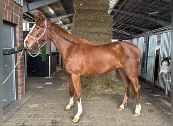 Oldenburger, Stute, 3 Jahre, 170 cm, Fuchs