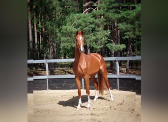Oldenburger, Stute, 3 Jahre, 170 cm, Fuchs