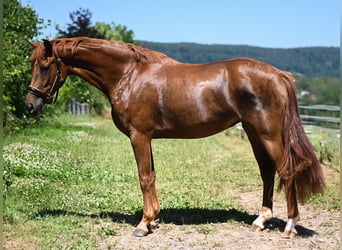 Oldenburger, Stute, 3 Jahre, 170 cm, Fuchs