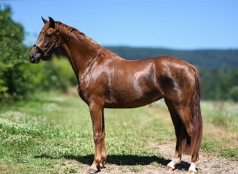 Oldenburger, Stute, 3 Jahre, 170 cm, Fuchs