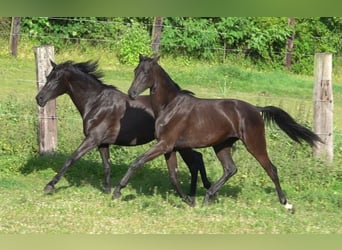 Oldenburger, Stute, 3 Jahre, 170 cm, Rappe