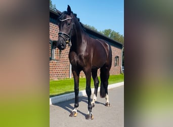 Oldenburger, Stute, 3 Jahre, 170 cm, Rappe