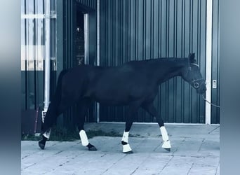 Oldenburger, Stute, 3 Jahre, 170 cm, Rappe