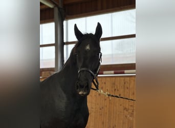 Oldenburger, Stute, 3 Jahre, 170 cm, Rappe