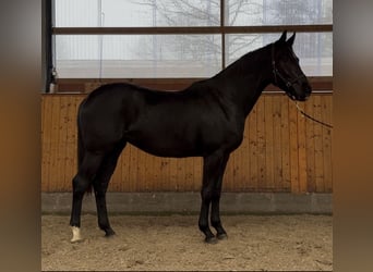 Oldenburger, Stute, 3 Jahre, 170 cm, Rappe