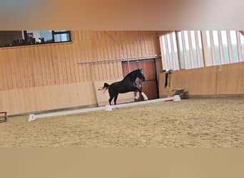 Oldenburger, Stute, 3 Jahre, 170 cm, Rappe