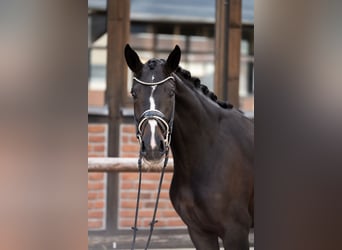 Oldenburger, Stute, 3 Jahre, 170 cm, Schwarzbrauner