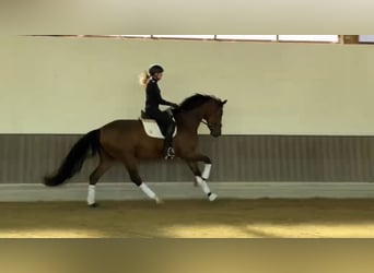 Oldenburger, Stute, 3 Jahre, 171 cm, Brauner