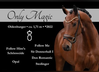 Oldenburger, Stute, 3 Jahre, 171 cm, Brauner