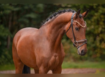 Oldenburger, Stute, 3 Jahre, 171 cm, Brauner