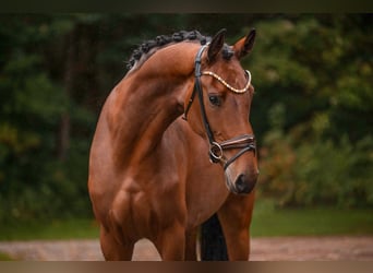 Oldenburger, Stute, 3 Jahre, 171 cm, Brauner