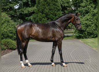 Oldenburger, Stute, 3 Jahre, 171 cm, Dunkelbrauner