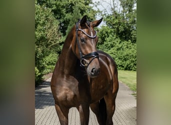 Oldenburger, Stute, 3 Jahre, 171 cm, Dunkelbrauner