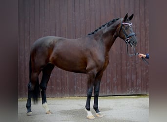 Oldenburger, Stute, 3 Jahre, 171 cm, Rappe