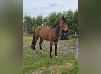 Oldenburger, Stute, 3 Jahre, 172 cm, Brauner