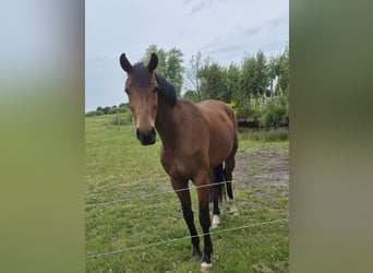 Oldenburger, Stute, 3 Jahre, 172 cm, Brauner