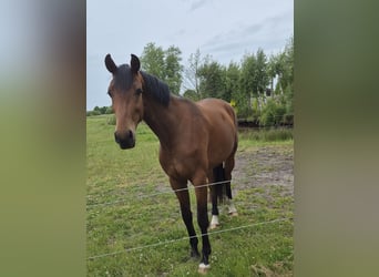 Oldenburger, Stute, 3 Jahre, 172 cm, Brauner