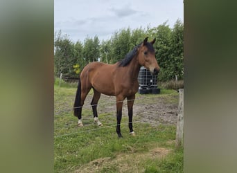 Oldenburger, Stute, 3 Jahre, 172 cm, Brauner