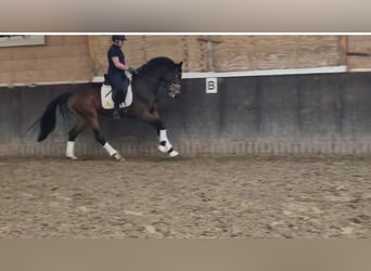 Oldenburger, Stute, 3 Jahre, 172 cm, Brauner