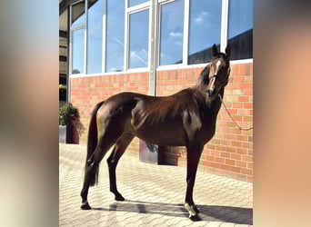 Oldenburger, Stute, 3 Jahre, 172 cm, Brauner