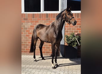 Oldenburger, Stute, 3 Jahre, 172 cm, Brauner