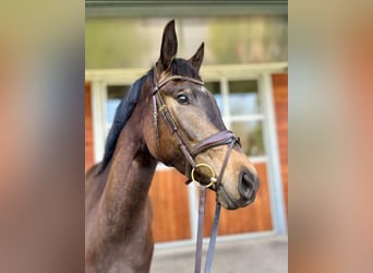 Oldenburger, Stute, 3 Jahre, 172 cm, Buckskin