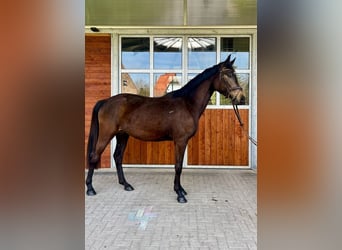 Oldenburger, Stute, 3 Jahre, 172 cm, Buckskin