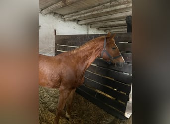 Oldenburger, Stute, 3 Jahre, 172 cm, Fuchs