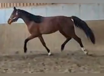Oldenburger, Stute, 3 Jahre, 173 cm, Brauner