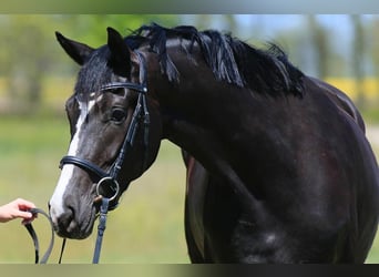 Oldenburger, Stute, 3 Jahre, 173 cm
