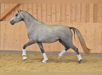 Oldenburger, Stute, 3 Jahre, 173 cm, Schimmel