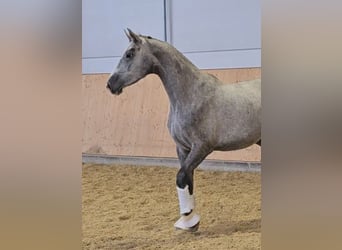 Oldenburger, Stute, 3 Jahre, 173 cm, Schimmel